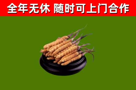 保亭县回收散虫草